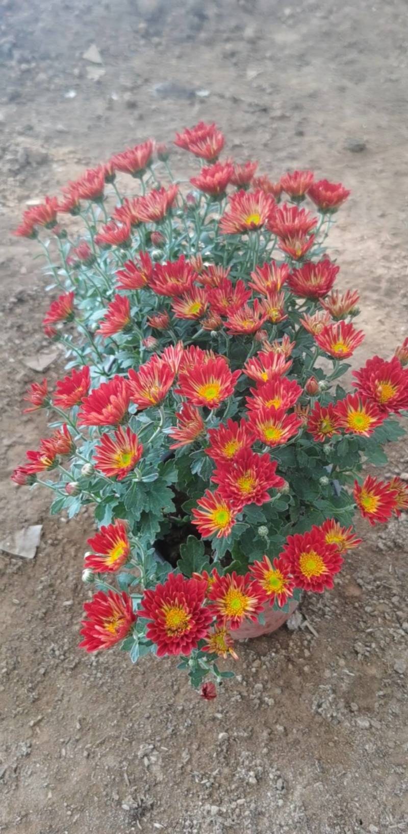 菊花，球菊，自产自销，多年生植物，耐寒耐热，适合全国各地
