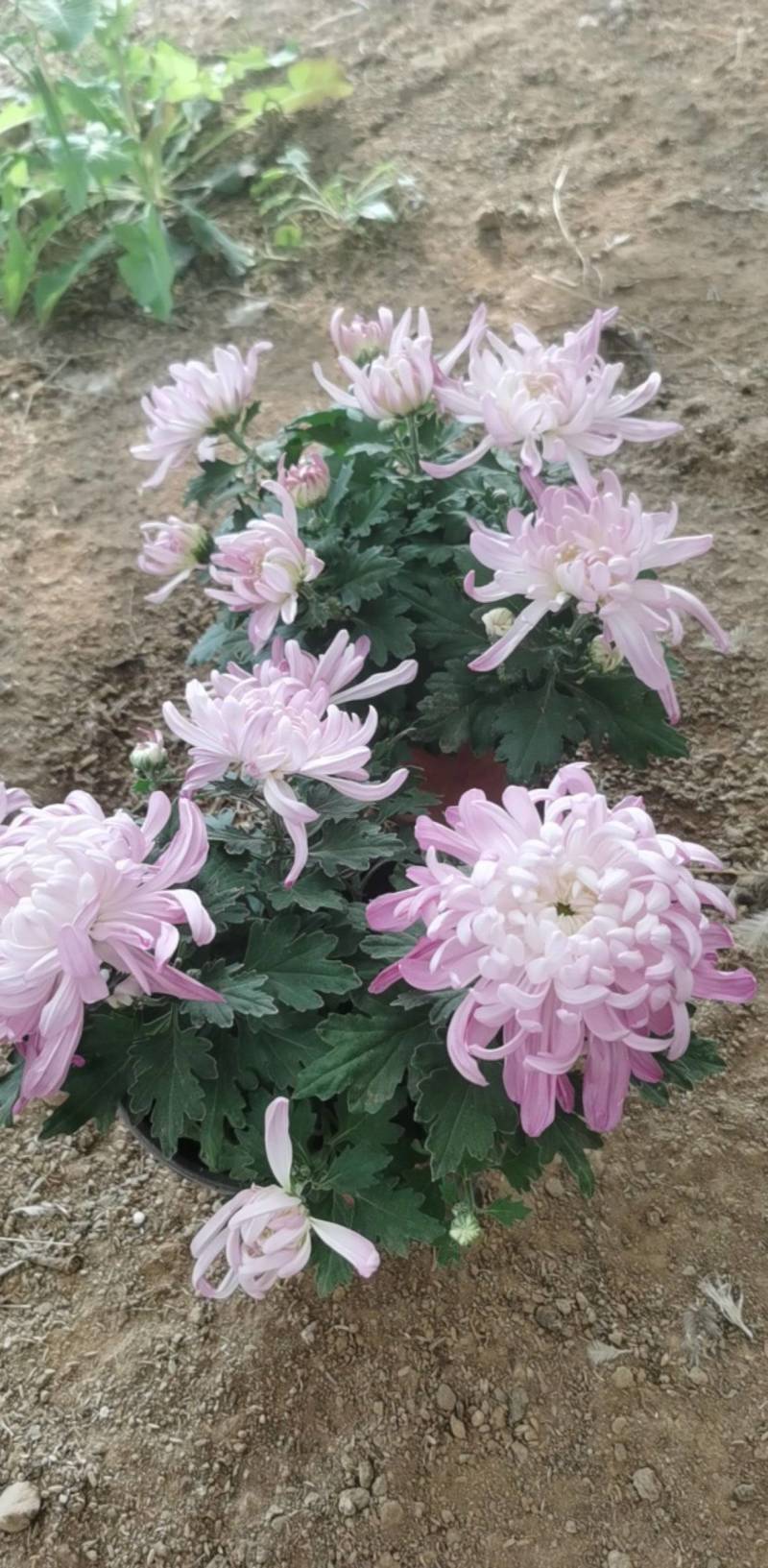 菊花，球菊，自产自销，多年生植物，耐寒耐热，适合全国各地