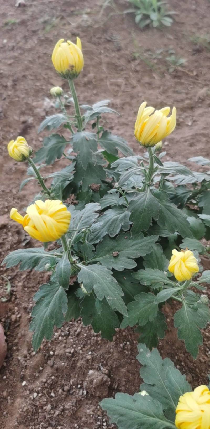 菊花，球菊，自产自销，多年生植物，耐寒耐热，适合全国各地