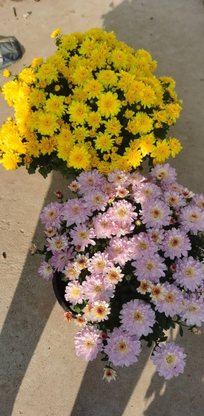 菊花，球菊，自产自销，多年生植物，耐寒耐热，适合全国各地