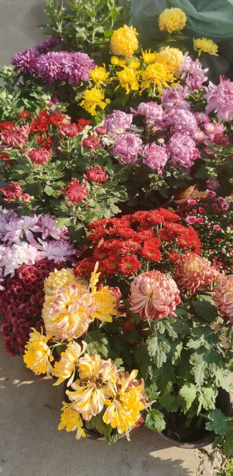 菊花，球菊，自产自销，多年生植物，耐寒耐热，适合全国各地