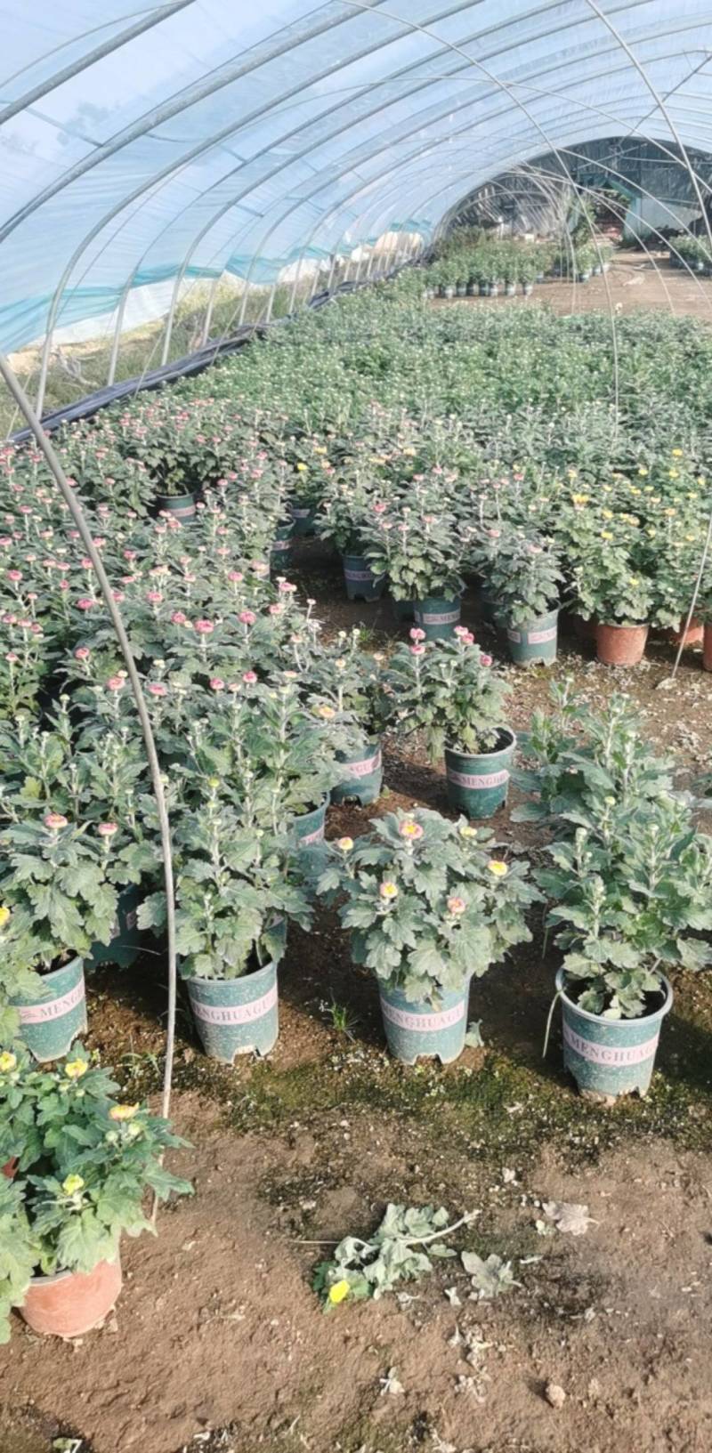 菊花，球菊，自产自销，多年生植物，耐寒耐热，适合全国各地