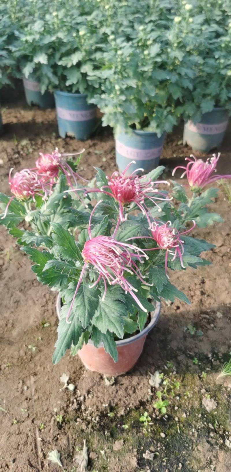 菊花，球菊，自产自销，多年生植物，耐寒耐热，适合全国各地