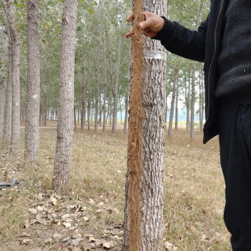 河南安阳经济麻山药产地货源大量上市大量批发