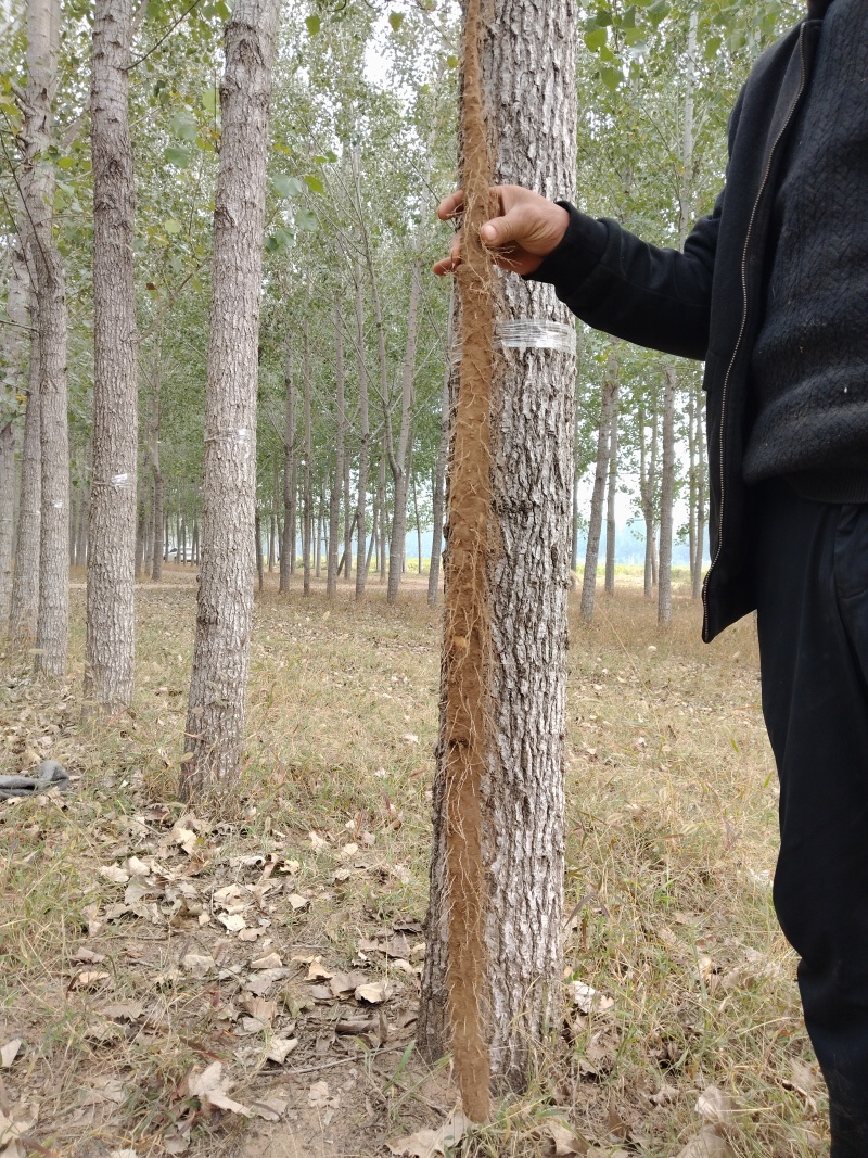 河南安阳经济麻山药产地货源大量上市大量批发