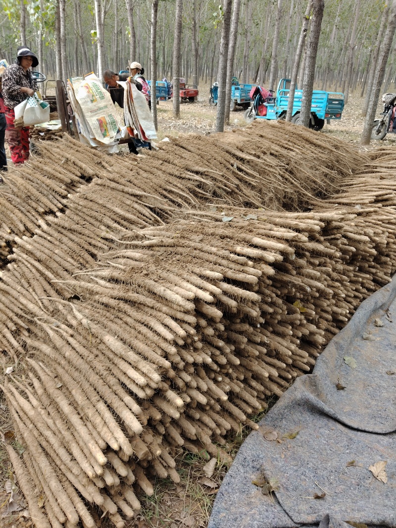 河南安阳经济麻山药产地货源大量上市大量批发