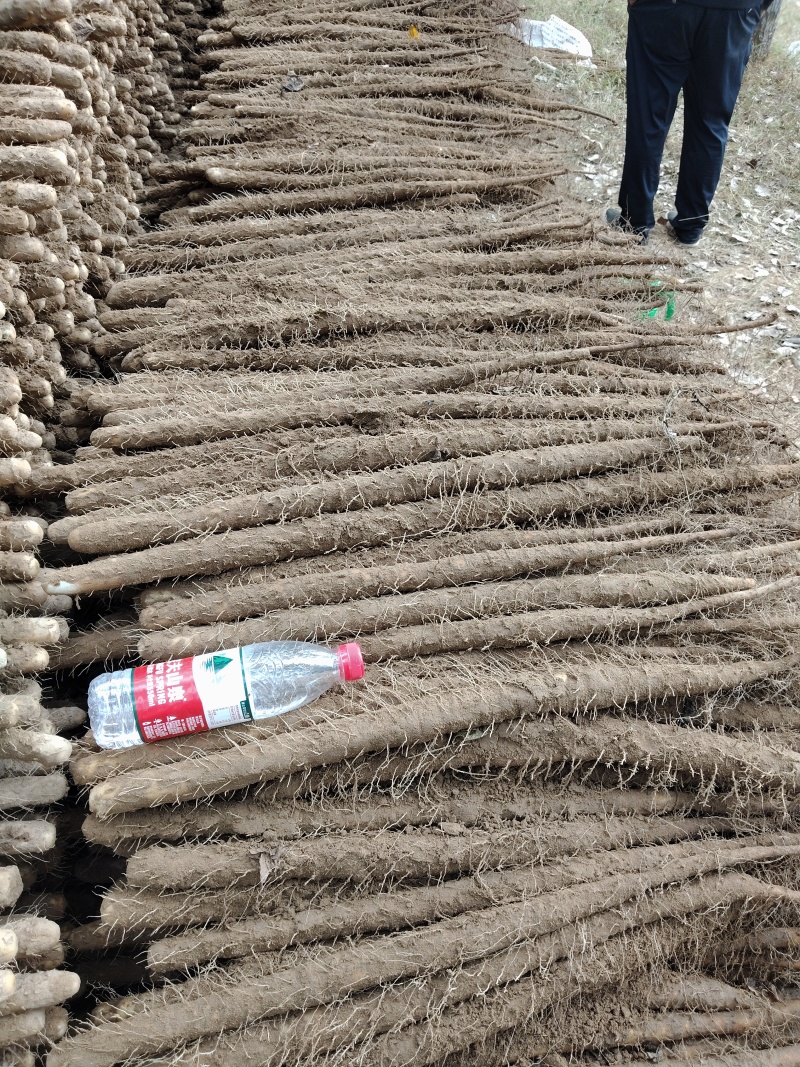 河南安阳经济麻山药产地货源大量上市大量批发