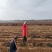 大家好我是榆林市榆阳区白玉山药种植基地，需要白玉山药与我