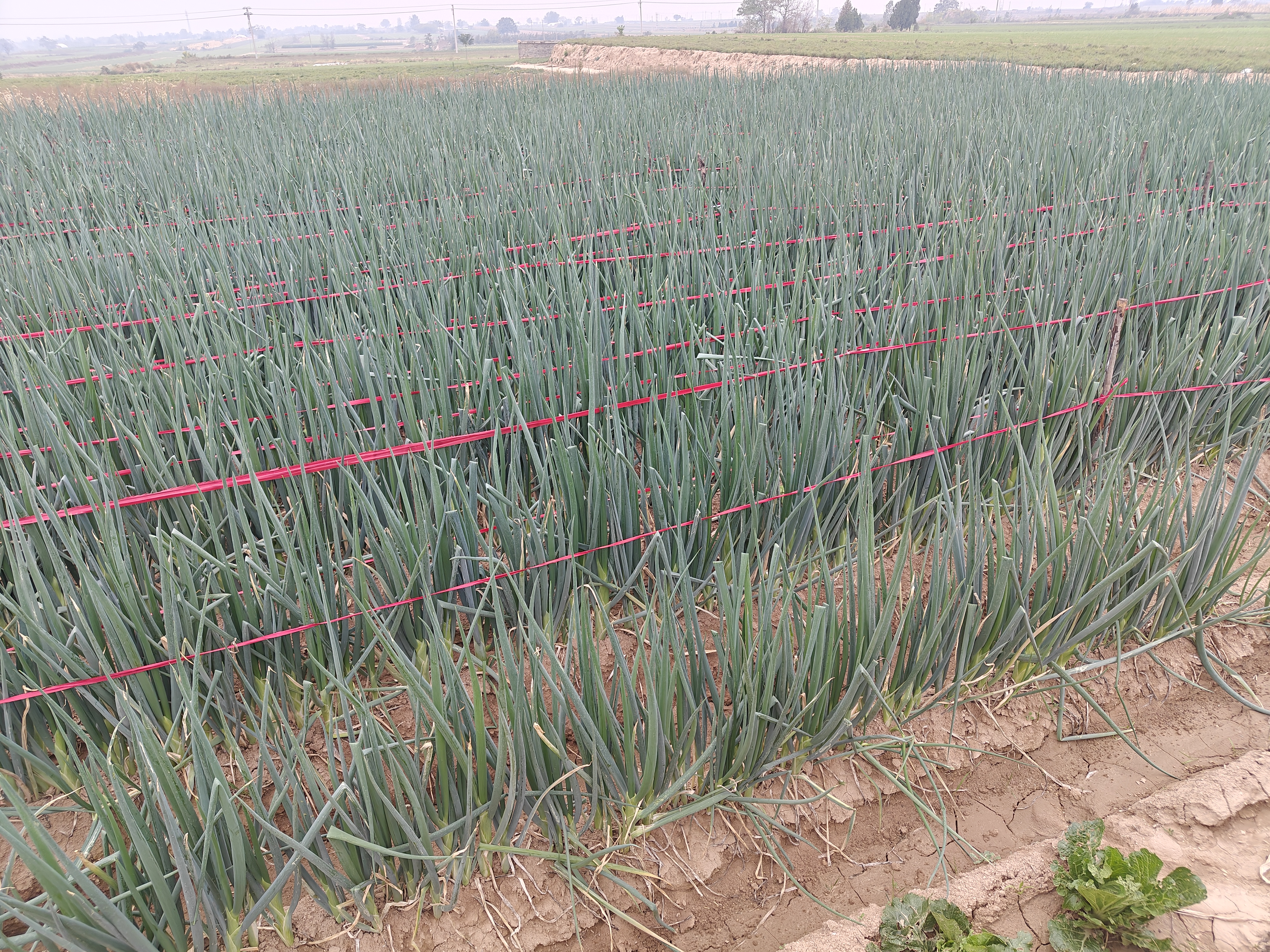 蜜薯种植基地航拍图