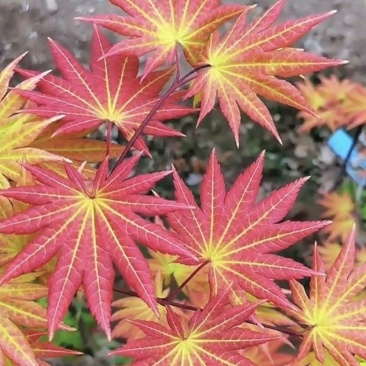 枫树苗