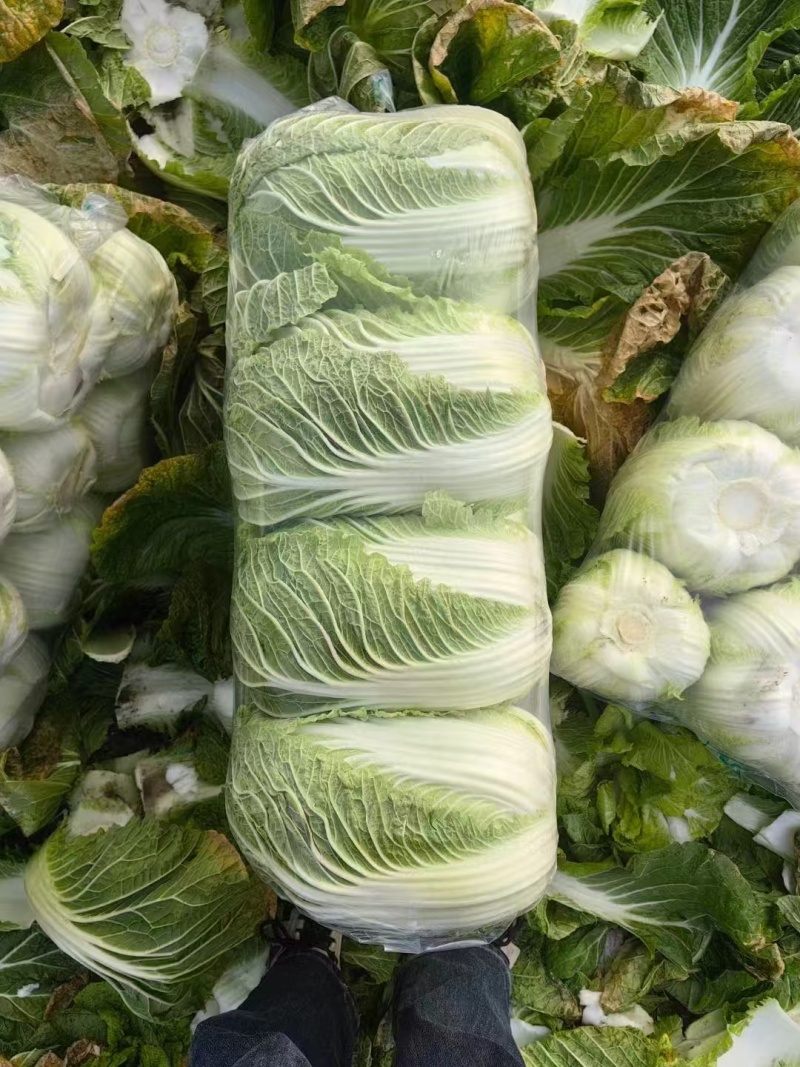 湖北精品矮白菜黄心白菜大量上市品质保证一手货源