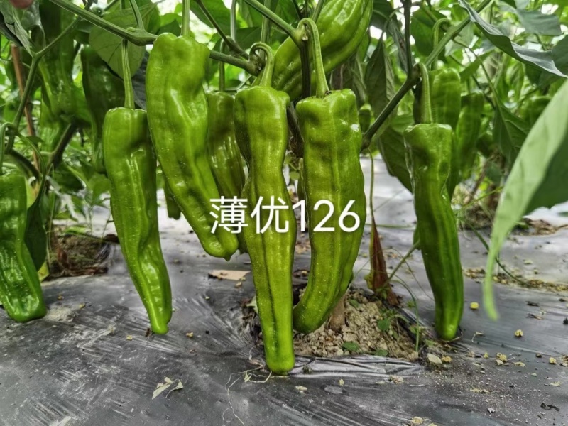 薄优126辣椒种子早熟抗病高产果实粗长果皮翠绿皮薄肉嫩
