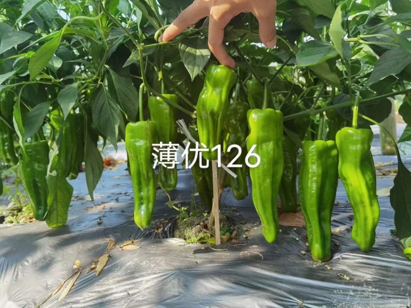 薄优126辣椒种子早熟抗病高产果实粗长果皮翠绿皮薄肉嫩
