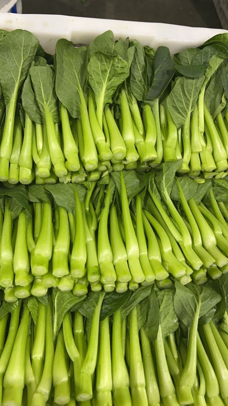 广东菜心