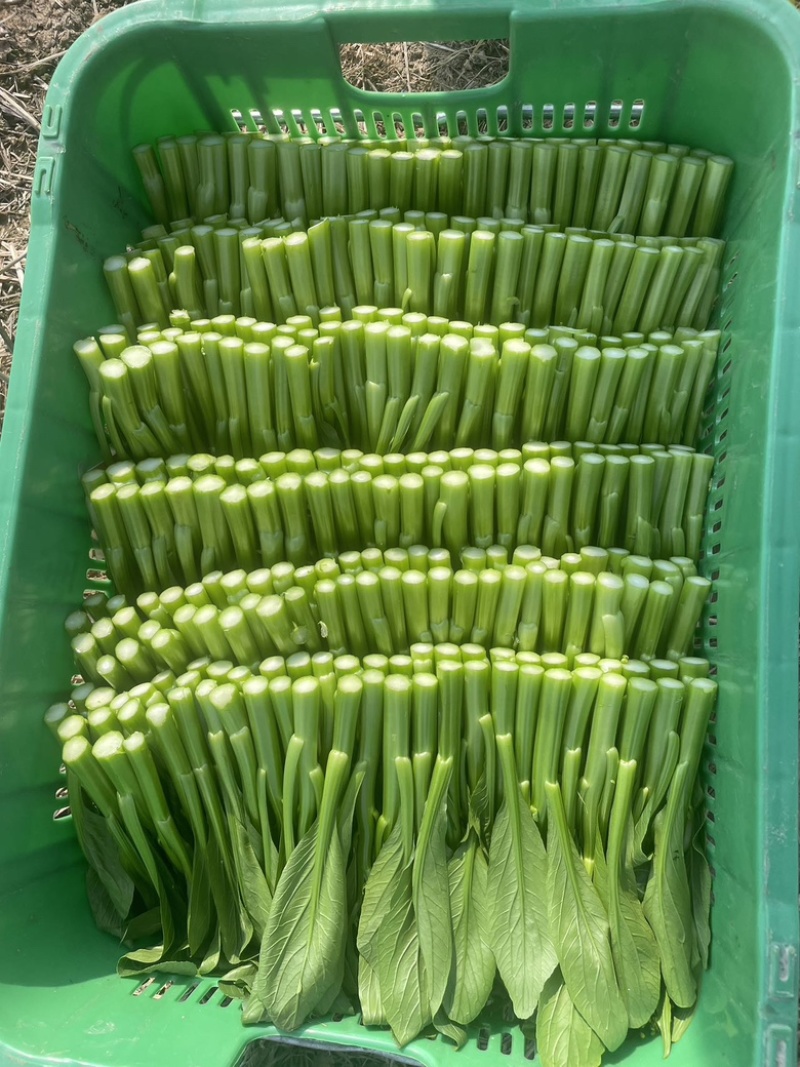 广东菜心