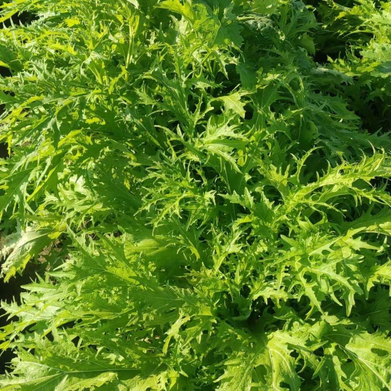 介菜，工厂货，市场货！