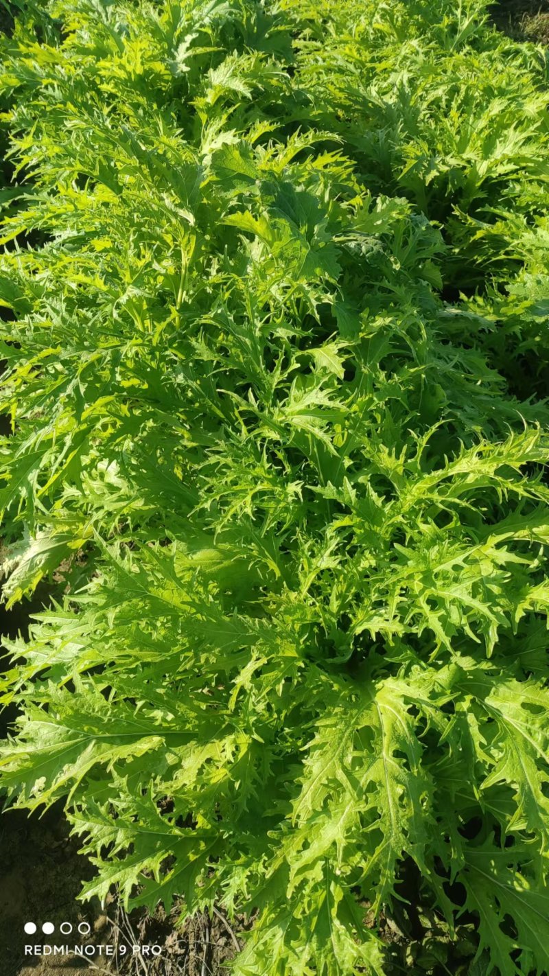 介菜，工厂货，市场货！