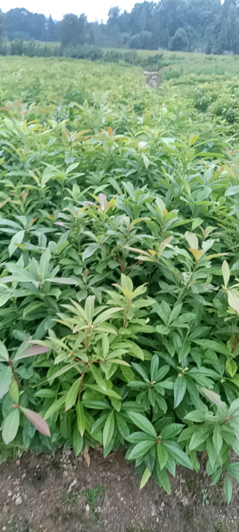 0.8以上木荷杯苗无纺布袋苗，有1斤半左右杯，两斤左右杯