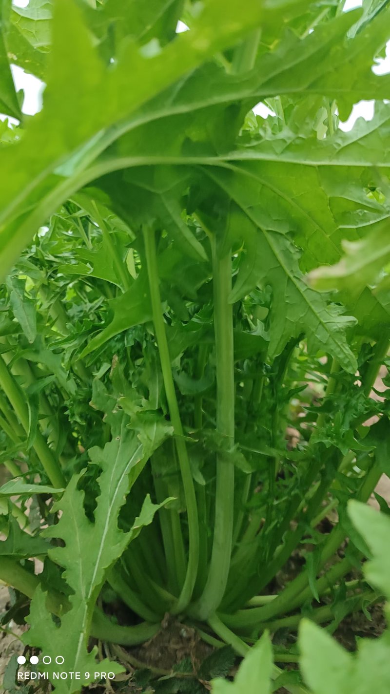 介菜，工厂货，市场货！