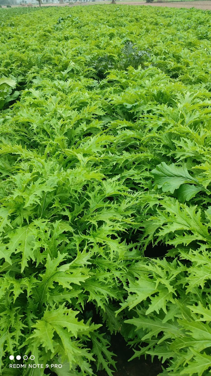 介菜，工厂货，市场货！