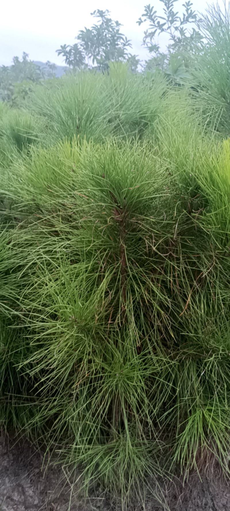 湿地松杯苗地苗大量供应有1斤左右和两斤左右无纺布袋苗
