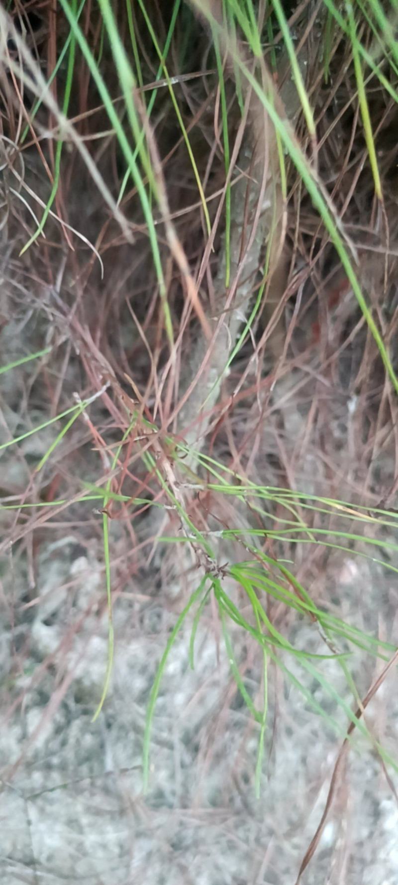 湿地松杯苗地苗大量供应有1斤左右和两斤左右无纺布袋苗