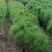 湿地松杯苗地苗大量供应有1斤左右和两斤左右无纺布袋苗