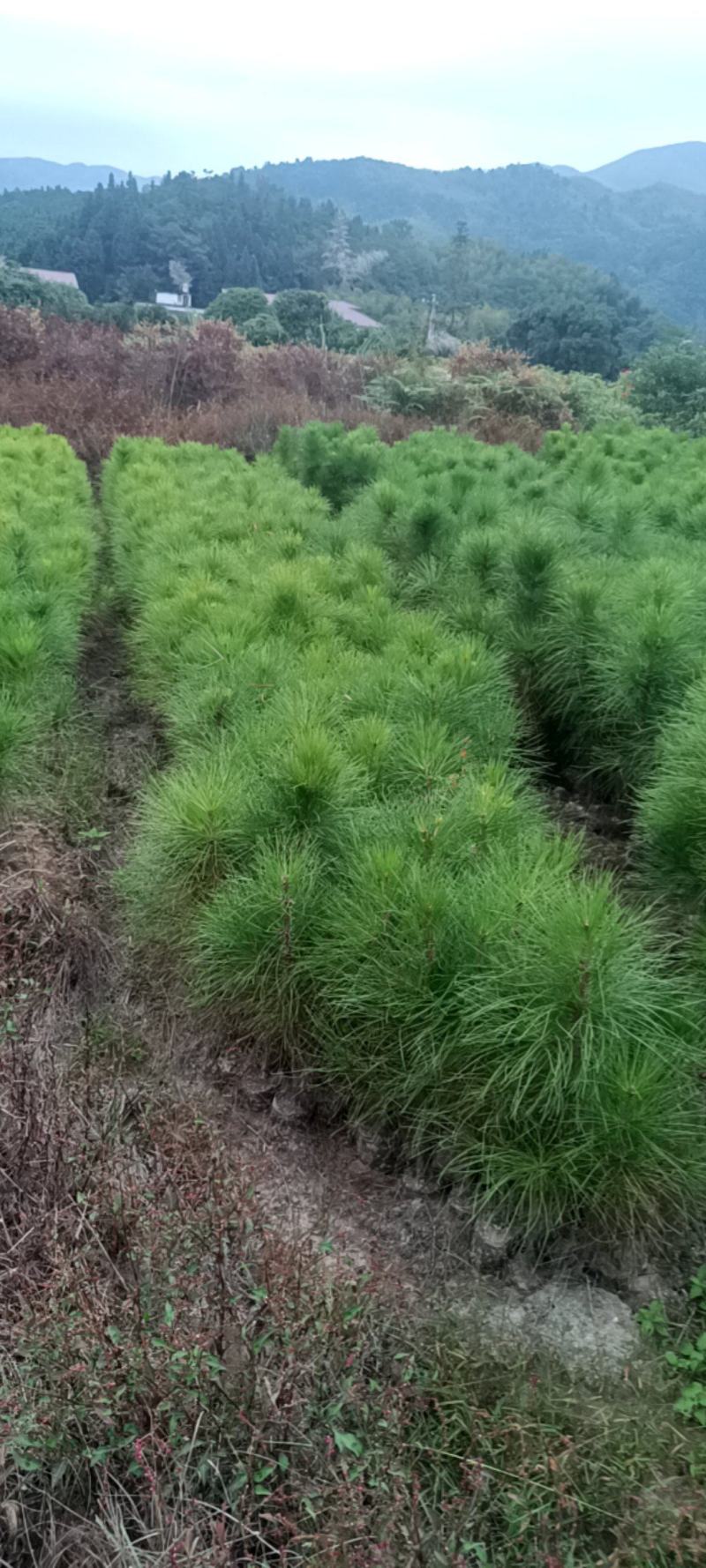 湿地松杯苗地苗大量供应有1斤左右和两斤左右无纺布袋苗