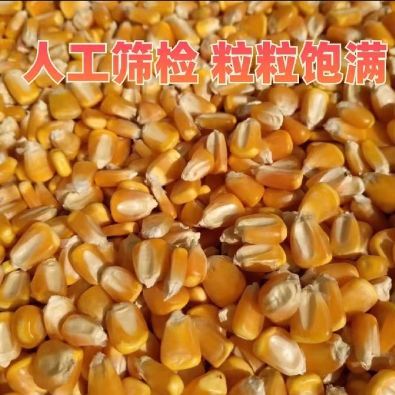 玉米，干玉米粒。袋装散装容重720以上。无霉变。水分13