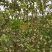 正品化州橘红压果，正品保障，价格实惠，量大从优，欢迎选购
