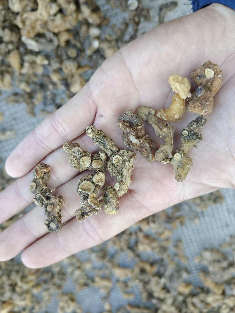 干货野生黄精段子熟黄精一蒸一晒碎段、茶包、打粉、投料