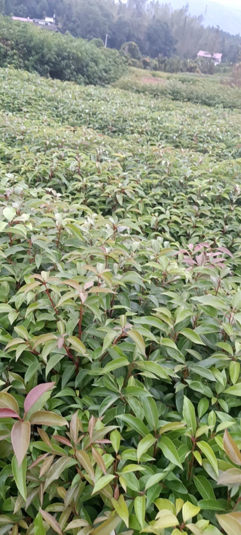 香樟杯苗地苗大量供应有一斤左右到两斤半左右无纺布袋苗