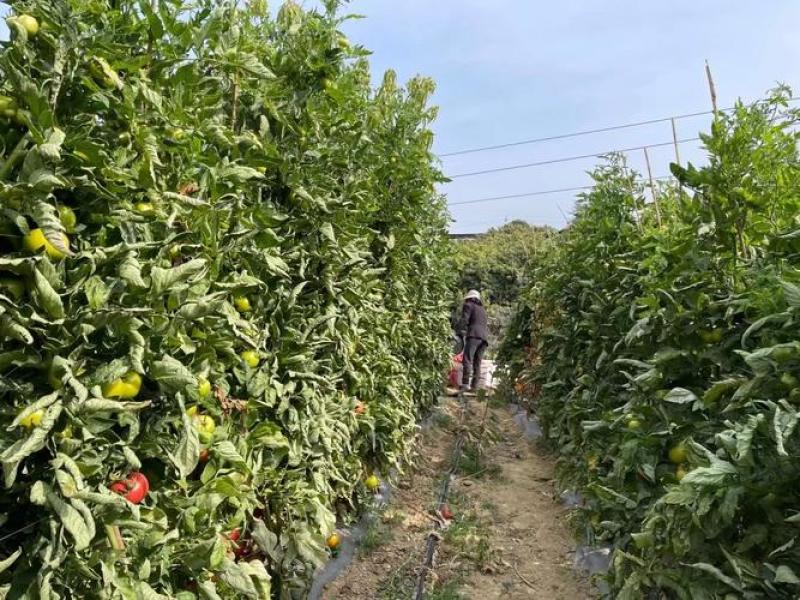 攀枝花露天老品种沙瓤西红柿水果番茄