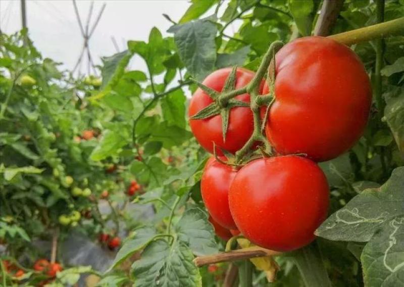 攀枝花露天老品种沙瓤西红柿水果番茄