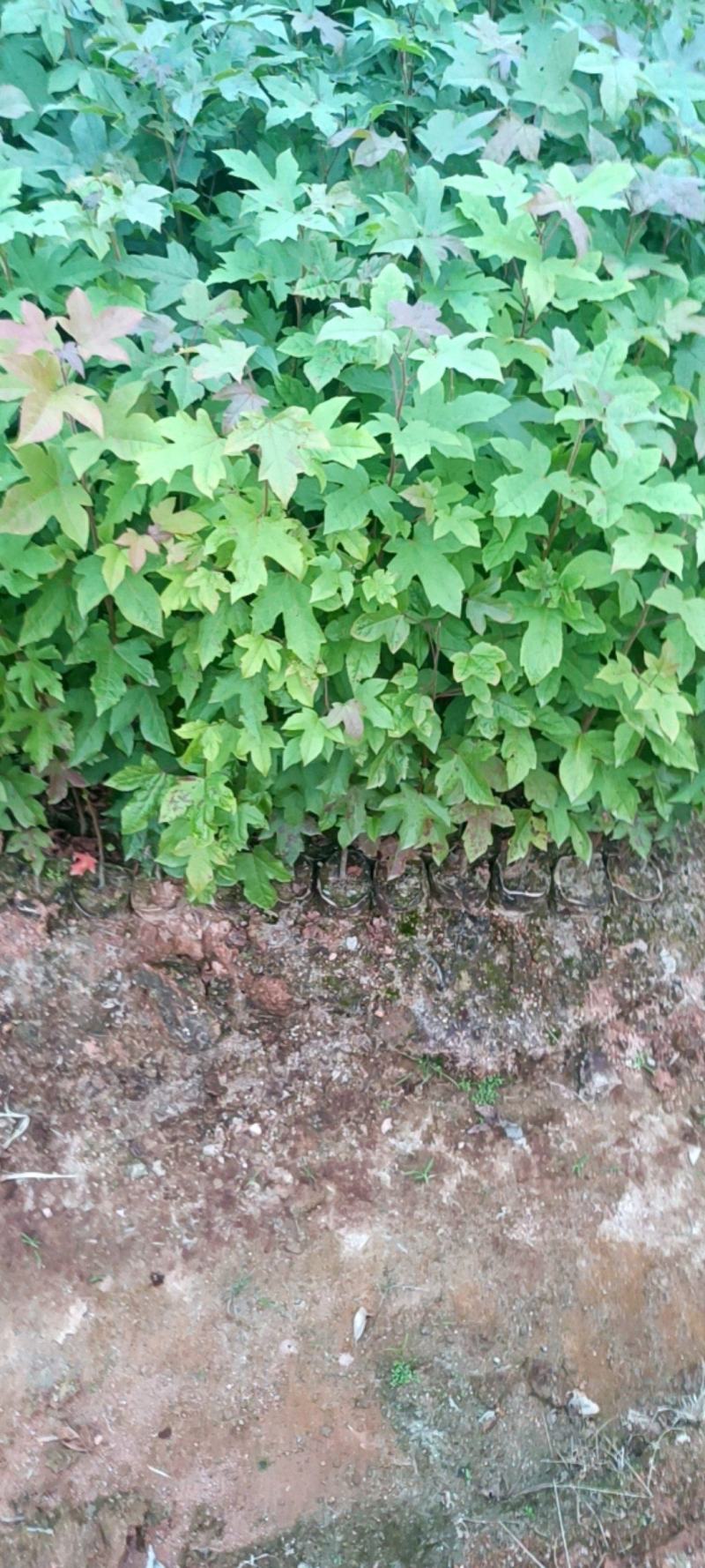 枫香杯苗地苗大量供应有1斤左右和两斤左右无纺布袋苗