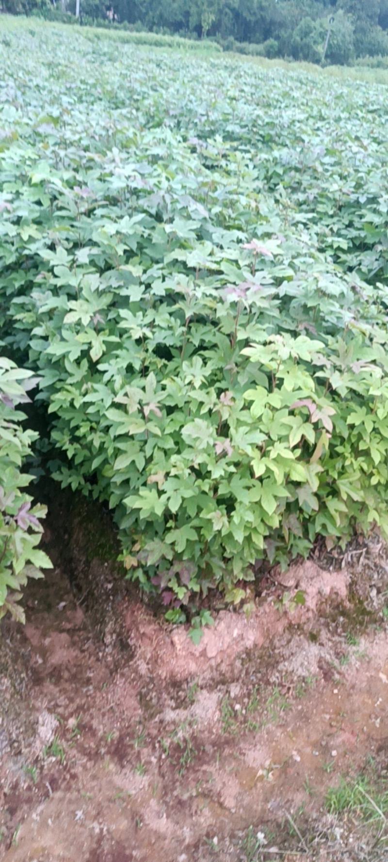 枫香杯苗地苗大量供应有1斤左右和两斤左右无纺布袋苗