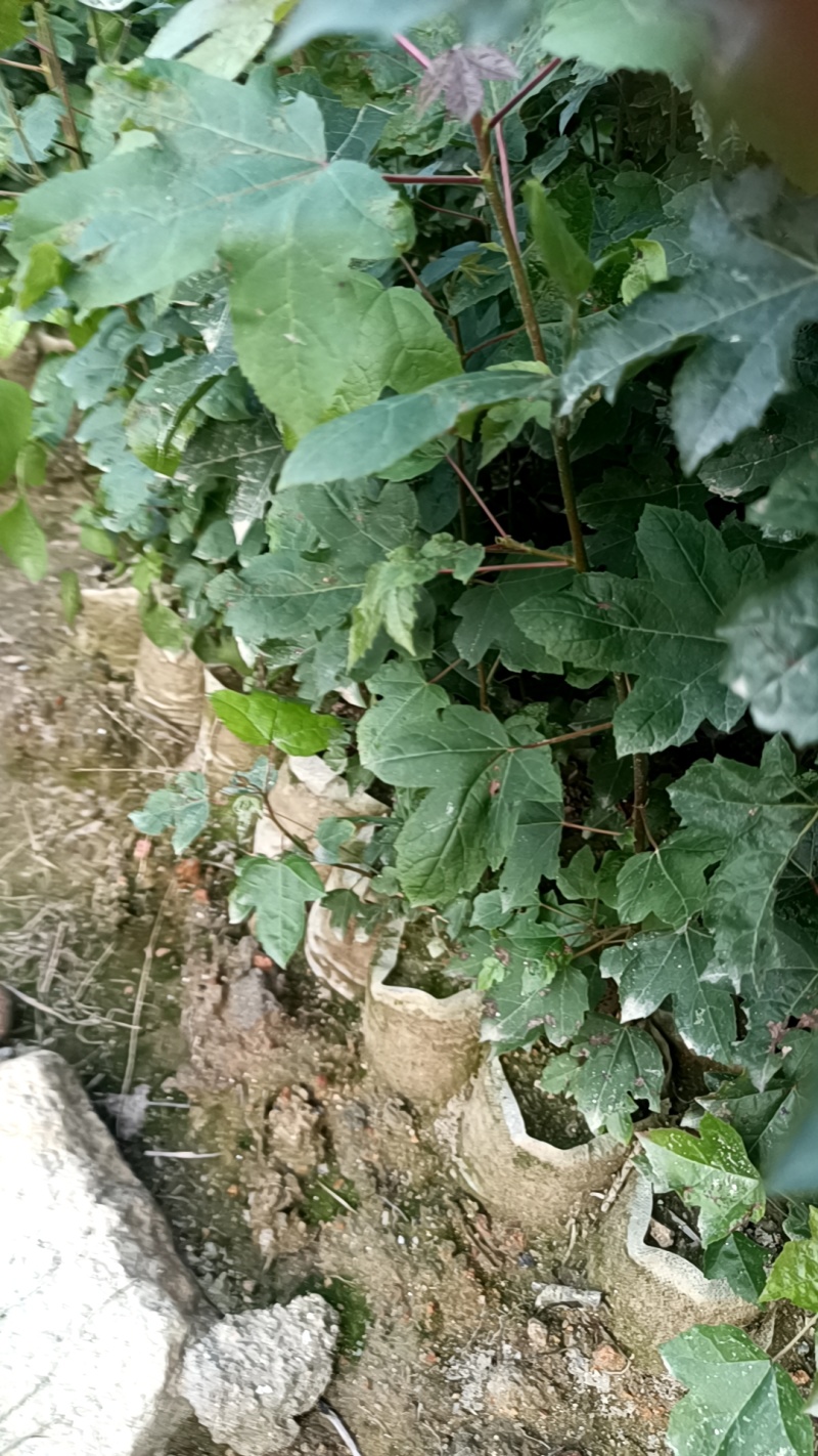 枫香杯苗地苗大量供应有1斤左右和两斤左右无纺布袋苗