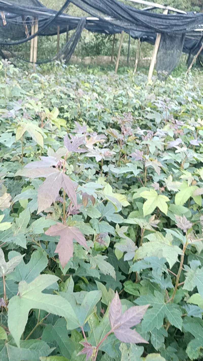 枫香杯苗地苗大量供应有1斤左右和两斤左右无纺布袋苗