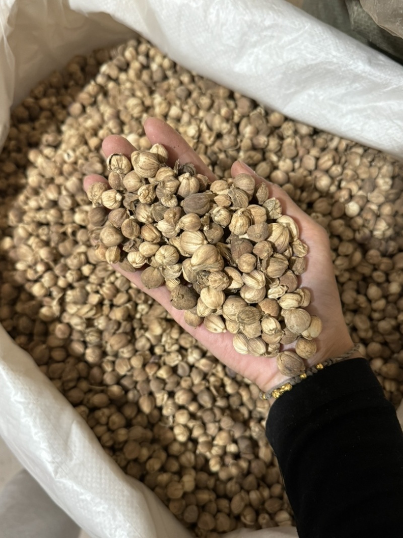 白豆蔻白蔻白豆寇干货白寇实物拍摄保庆药业批发