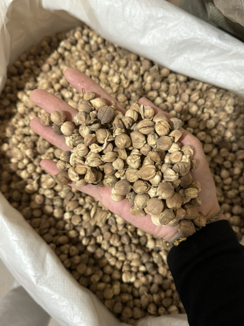 白豆蔻白蔻白豆寇干货白寇实物拍摄保庆药业批发