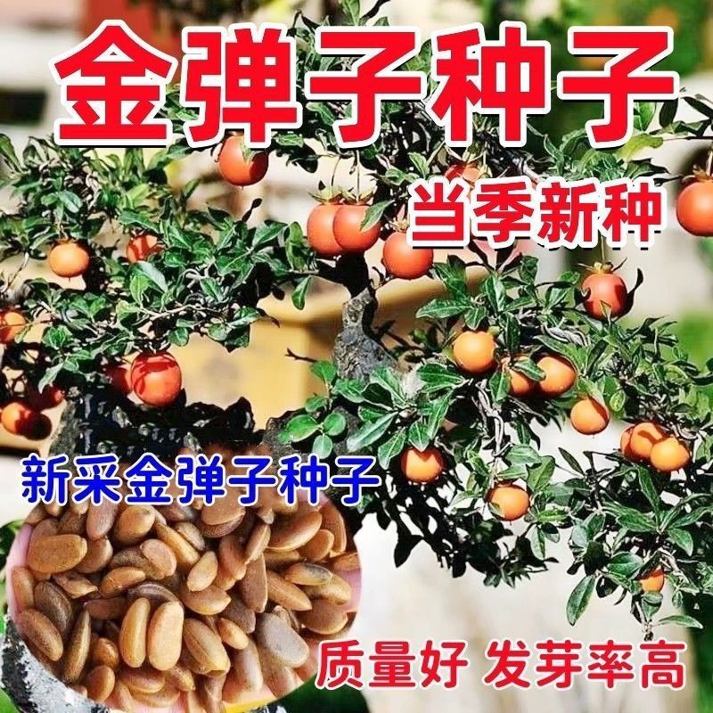 新采金弹子种子川弹子种籽乌柿盆景种子刺柿山柿籽高档名贵盆