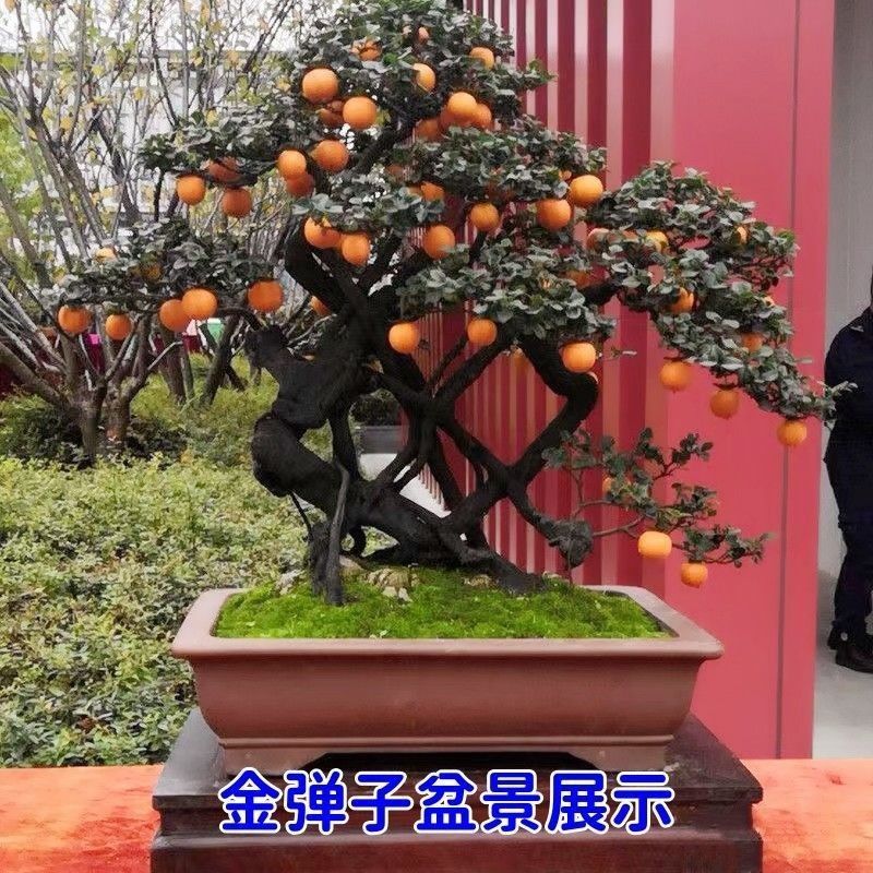 新采金弹子种子川弹子种籽乌柿盆景种子刺柿山柿籽高档名贵盆