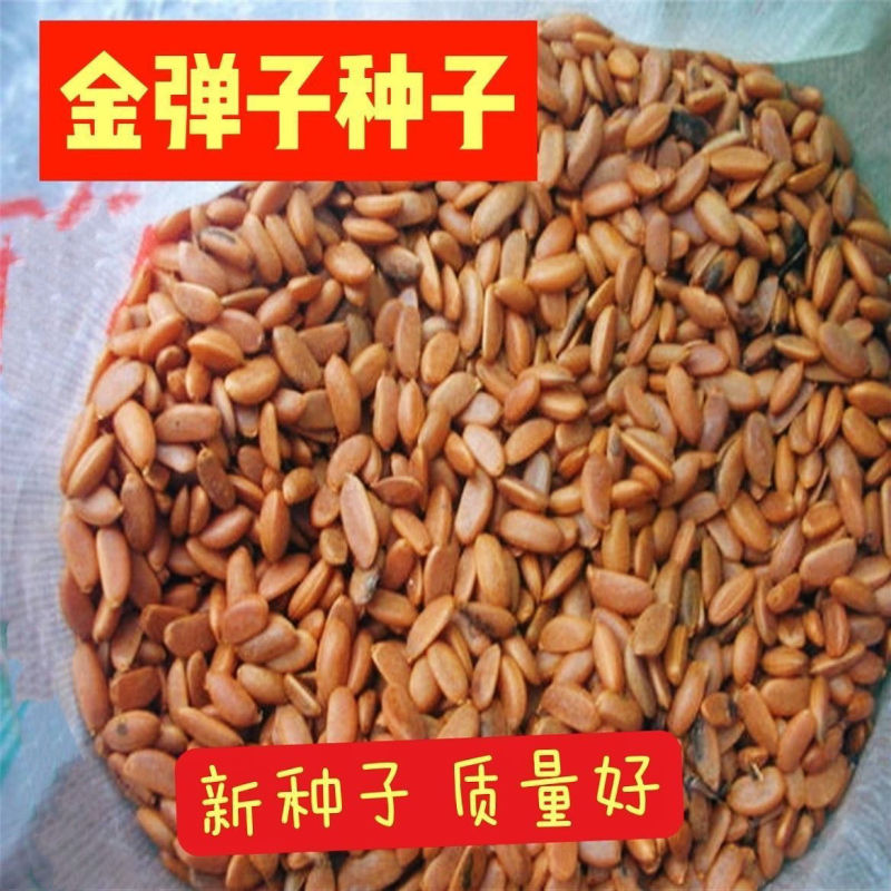 新采金弹子种子川弹子种籽乌柿盆景种子刺柿山柿籽高档名贵盆