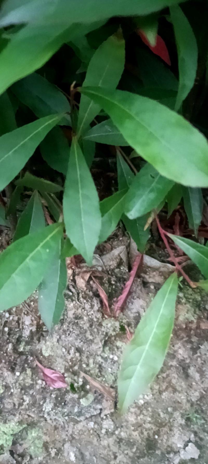 山杜英杯苗地苗大量供应有两斤半左右无纺布袋苗