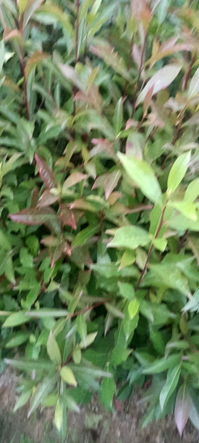 山杜英杯苗地苗大量供应有两斤半左右无纺布袋苗