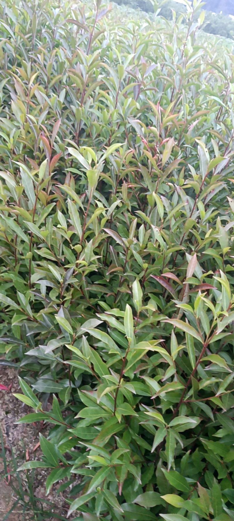 山杜英杯苗地苗大量供应有两斤半左右无纺布袋苗