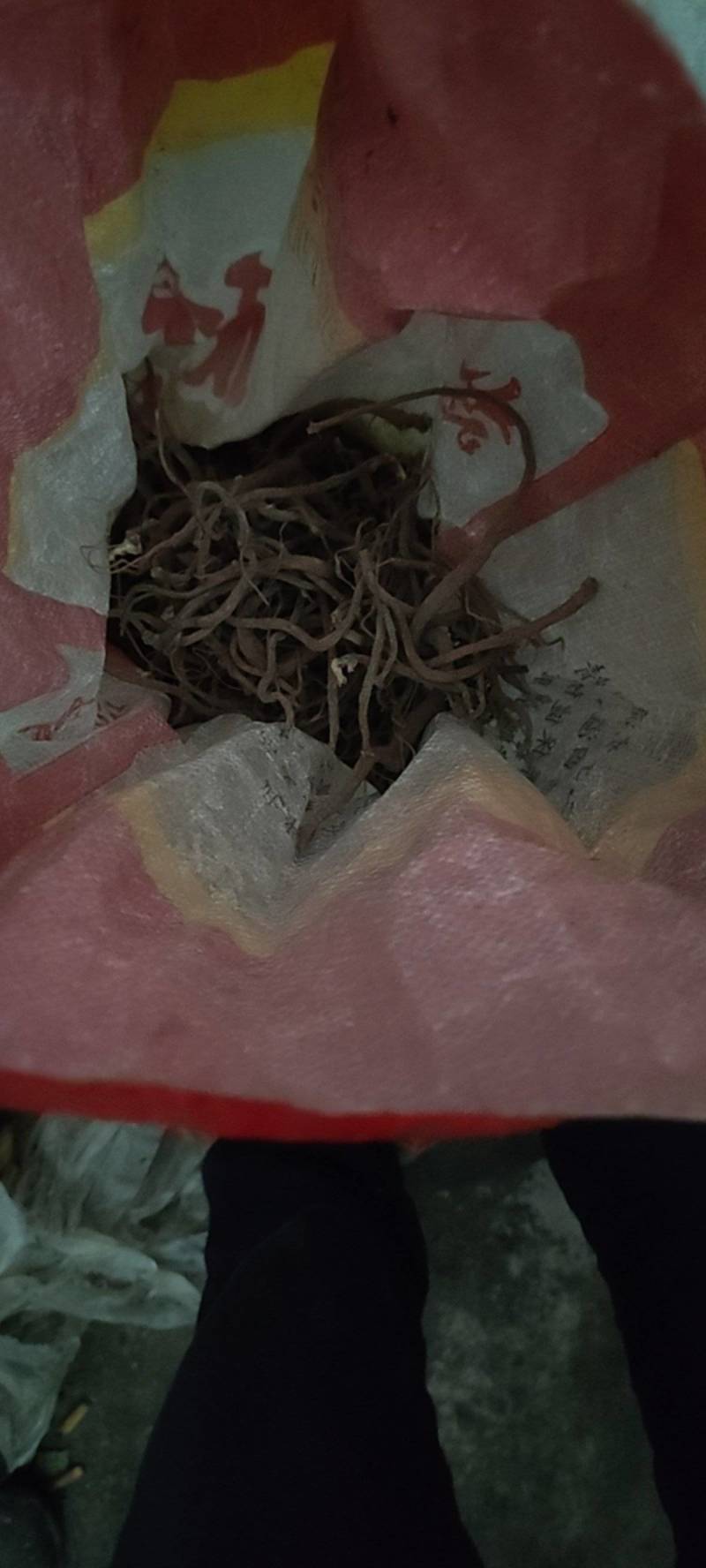 野生川牛膝