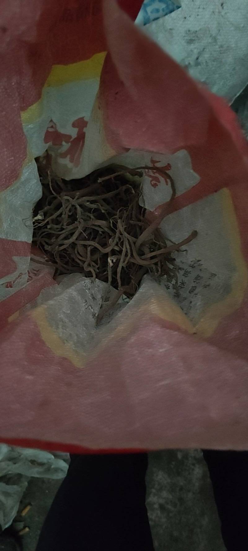 野生川牛膝