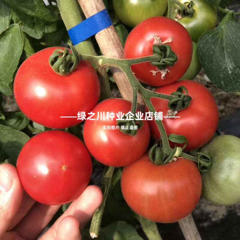 豫艺酸甜果番茄种子水果种子好吃草莓柿子种子酸酸甜甜西红柿