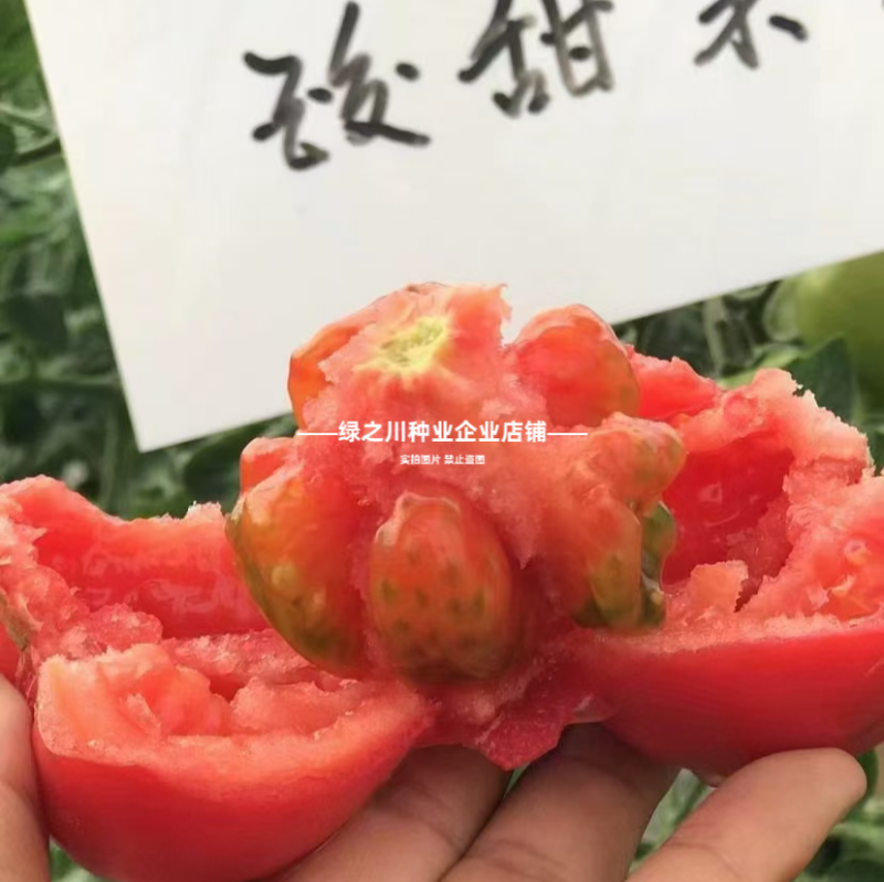豫艺酸甜果番茄种子水果种子好吃草莓柿子种子酸酸甜甜西红柿